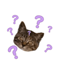 コネコネコシリーズ1（個別スタンプ：5）