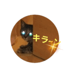 コネコネコシリーズ1（個別スタンプ：6）