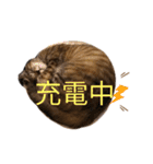 コネコネコシリーズ1（個別スタンプ：8）