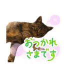 コネコネコシリーズ1（個別スタンプ：11）