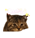 コネコネコシリーズ1（個別スタンプ：12）