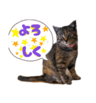 コネコネコシリーズ1（個別スタンプ：13）