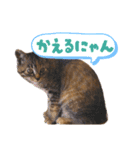 コネコネコシリーズ1（個別スタンプ：15）