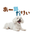 いつでも使えるマルチーズスタンプ（個別スタンプ：1）