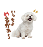 いつでも使えるマルチーズスタンプ（個別スタンプ：4）