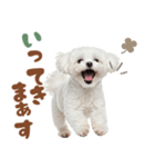 いつでも使えるマルチーズスタンプ（個別スタンプ：5）