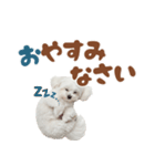 いつでも使えるマルチーズスタンプ（個別スタンプ：7）