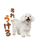 いつでも使えるマルチーズスタンプ（個別スタンプ：8）