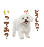 いつでも使えるマルチーズスタンプ（個別スタンプ：11）