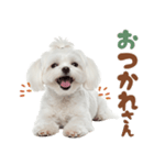 いつでも使えるマルチーズスタンプ（個別スタンプ：12）