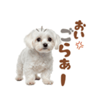 いつでも使えるマルチーズスタンプ（個別スタンプ：15）
