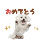 いつでも使えるマルチーズスタンプ（個別スタンプ：19）