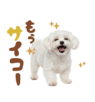 いつでも使えるマルチーズスタンプ（個別スタンプ：22）
