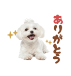 いつでも使えるマルチーズスタンプ（個別スタンプ：29）