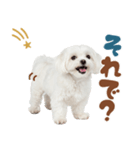 いつでも使えるマルチーズスタンプ（個別スタンプ：30）