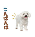 いつでも使えるマルチーズスタンプ（個別スタンプ：34）