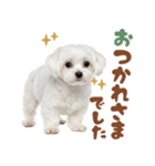 いつでも使えるマルチーズスタンプ（個別スタンプ：36）
