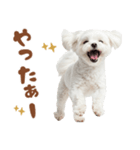いつでも使えるマルチーズスタンプ（個別スタンプ：37）