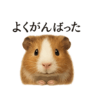 仕事終わりの一言〜リアルすぎるモルモット（個別スタンプ：6）