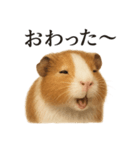 仕事終わりの一言〜リアルすぎるモルモット（個別スタンプ：7）
