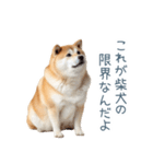 ちょっとかわいそうな柴犬【面白い】（個別スタンプ：1）