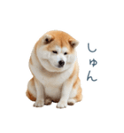 ちょっとかわいそうな柴犬【面白い】（個別スタンプ：2）