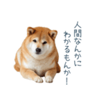 ちょっとかわいそうな柴犬【面白い】（個別スタンプ：3）