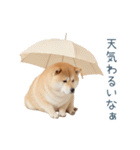 ちょっとかわいそうな柴犬【面白い】（個別スタンプ：4）