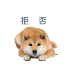 ちょっとかわいそうな柴犬【面白い】（個別スタンプ：5）