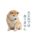 ちょっとかわいそうな柴犬【面白い】（個別スタンプ：6）
