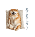 ちょっとかわいそうな柴犬【面白い】（個別スタンプ：8）