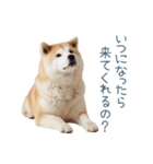 ちょっとかわいそうな柴犬【面白い】（個別スタンプ：9）