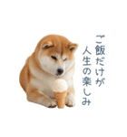 ちょっとかわいそうな柴犬【面白い】（個別スタンプ：10）