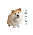 ちょっとかわいそうな柴犬【面白い】（個別スタンプ：11）