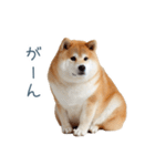ちょっとかわいそうな柴犬【面白い】（個別スタンプ：12）