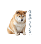ちょっとかわいそうな柴犬【面白い】（個別スタンプ：13）