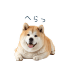 ちょっとかわいそうな柴犬【面白い】（個別スタンプ：14）