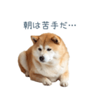 ちょっとかわいそうな柴犬【面白い】（個別スタンプ：15）