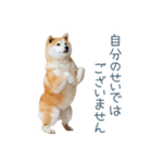 ちょっとかわいそうな柴犬【面白い】（個別スタンプ：16）
