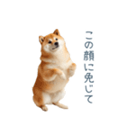 ちょっとかわいそうな柴犬【面白い】（個別スタンプ：18）