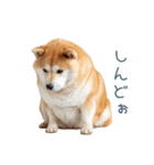 ちょっとかわいそうな柴犬【面白い】（個別スタンプ：19）
