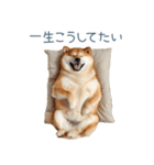 ちょっとかわいそうな柴犬【面白い】（個別スタンプ：20）