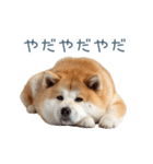 ちょっとかわいそうな柴犬【面白い】（個別スタンプ：21）