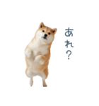ちょっとかわいそうな柴犬【面白い】（個別スタンプ：22）