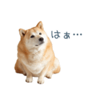 ちょっとかわいそうな柴犬【面白い】（個別スタンプ：23）