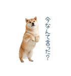 ちょっとかわいそうな柴犬【面白い】（個別スタンプ：24）