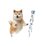 ちょっとかわいそうな柴犬【面白い】（個別スタンプ：25）
