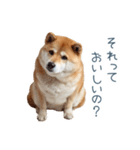 ちょっとかわいそうな柴犬【面白い】（個別スタンプ：26）