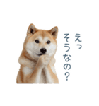 ちょっとかわいそうな柴犬【面白い】（個別スタンプ：28）