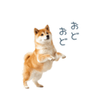 ちょっとかわいそうな柴犬【面白い】（個別スタンプ：29）